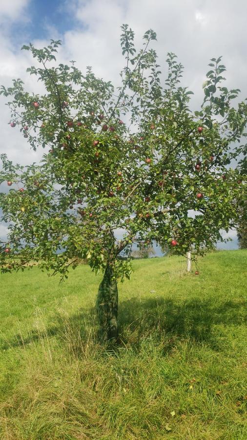 Gite A La Petite Fontaine-Plain Pied-Maison Alsacienne Renovee Avec Passion-4 Pers-4Nuitees Minimum Langensoultzbach Екстериор снимка